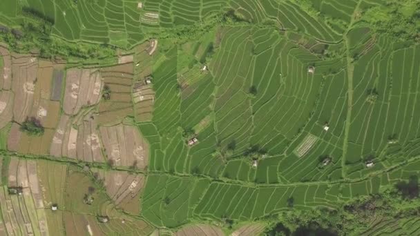 Vzdušná krajina zeleného rýžového pole. Drone pohled na pěstování rýžových plantáží na terase na Bali, Indonésie. Zemědělský a obilný průmysl. Koncepce zemědělství a zemědělství. — Stock video
