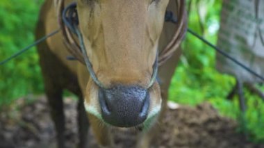 Portre kahverengi burun üzerinde ter damlaları kameraya bakarak. Kırsal çiftlik arka plan üzerinde kırmızı kafası kapatın. Hayvancılık süt hayvan.