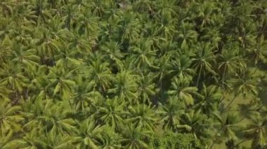 Drone 'dan Hindistan cevizi palmiye ağacı tarlası üst görünümü. Asya Hava görünümünde Hindistan cevizi çiftliği yeşil tropikal palmiye ağacı. Yukarıdakinden tropikal meyve bahçesi arka planı