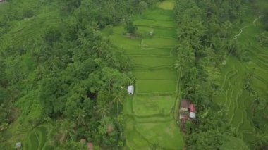 Teraslarda yeşil çeltik tarlaları havadan peyzaj. Drone görünümü büyüyen pirinç tarlası Bali, Endonezya. Tarım ve tahıl endüstrisi. Tarım ve tarım konsepti.