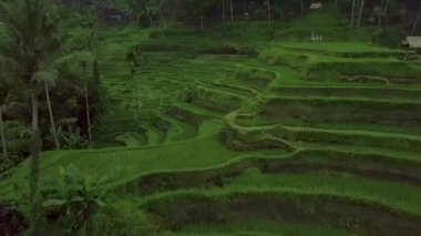 Teraslarda yeşil çeltik tarlaları havadan peyzaj. Drone görünümü büyüyen pirinç tarlası Bali, Endonezya. Tarım ve tahıl endüstrisi. Tarım ve tarım konsepti.