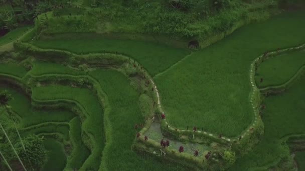 Arroz terraços campos vista aérea de drone. Plantação de arroz verde na montanha em Guangxi, China. Indústria agrícola. Comida asiática. Conceito de agricultura e agricultura . — Vídeo de Stock