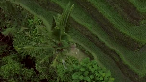 Neloupaná rýže, letecká oblast. Drone pohled na rýžové pole v Sapa ve Vietnamu. Zemědělský a obilný průmysl. Koncepce hospodaření. — Stock video