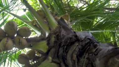Güneş ışığı arka planda olgun Hindistan cevizi ile yeşil palmiye ağacı. Tropikal adada Hindistan cevizi palmiye ağaçları. Egzotik bitkiler ve ağaçlar.