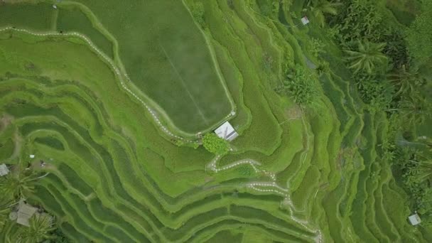 Райс террасовые поля сверху летающий дрон. Вид с воздуха на плантацию зеленого риса в Гуанси, Китай. Сельскохозяйственная промышленность. Концепция сельского хозяйства . — стоковое видео