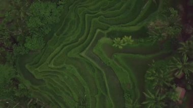 Uçan drone yukarıda pirinç teraslı alanlar. Guangxi, Çin 'de havadan görünüm yeşil pirinç tarlası. Tarımsal sanayi. Tarım ve tarım konsepti.
