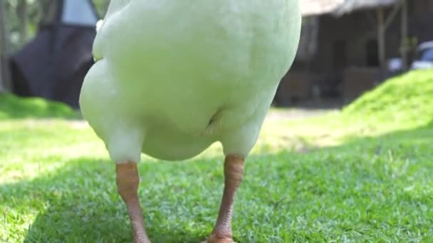 White goose standing on green grass.Close up domestic goose grazing on green meadow at sunny day. Breeding water birds in livestock farm. Poultry farming. — Stock Video