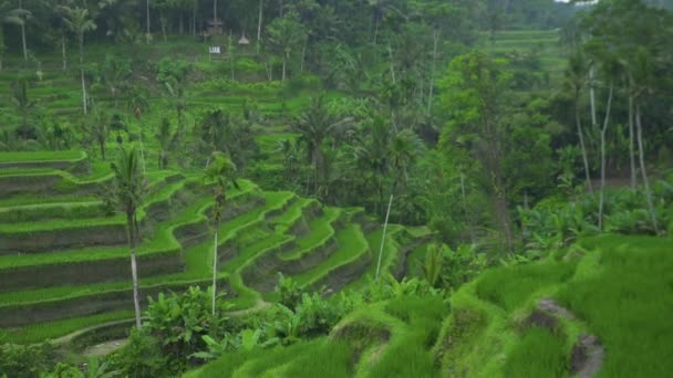 Gröna terrasserade risfält. Grön risfält i bergsasiatisk by. Jordbruks-och jordbruks koncept. Risterrasser Bali, Indonesien. — Stockvideo