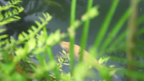 Рибний короп кої плаває у прозорій воді в садовому ставку. Крупним планом японський короп кої плаває в декоративному ставку в літньому саду . — стокове відео