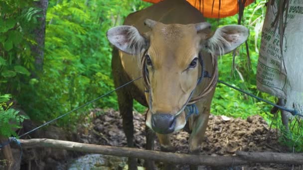 バリ島、インドネシア-6 月、2019: 家畜の茶色の牛が近づいてきます。動物農場の Dary 牛。家畜に哺乳動物. — ストック動画