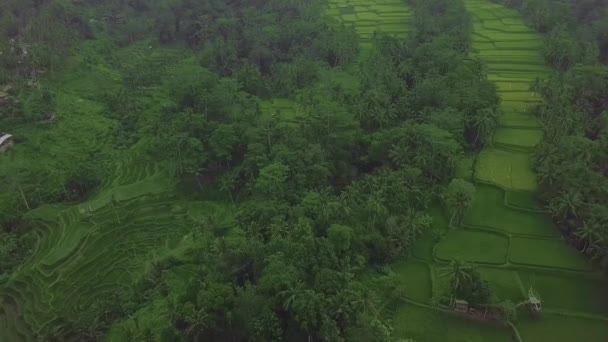 Campi di risaie verdi su terrazze paesaggio aereo. Drone vista coltivazione piantagione di riso a Bali, Indonesia. Settore agricolo e cerealicolo. Concetto agricolo e agricolo . — Video Stock