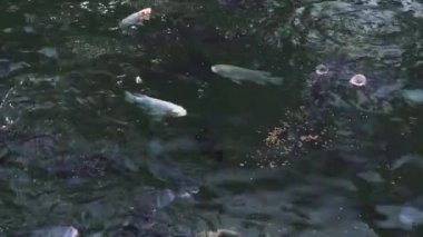 Bahçe gölet şeffaf suda balık sazan Koi yüzme. Yakın yukarı Japon sazan Koi yüzme içinde dekoratif gölet at yaz bahçe.