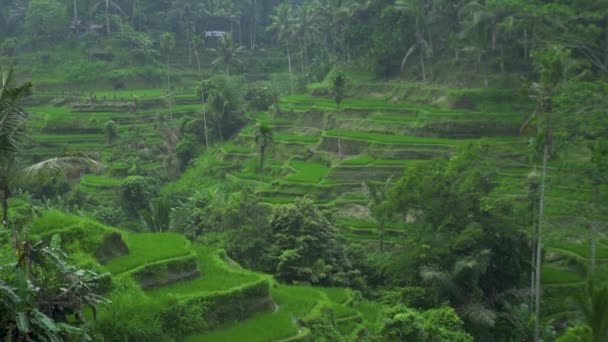 Pirinçten alan tropikal yağmur. Sapa, Vietnam 'da teraslanmış pirinç tarlalarına düşen yağmur. Tarım ve tahıl endüstrisi. Tarım konsepti. — Stok video