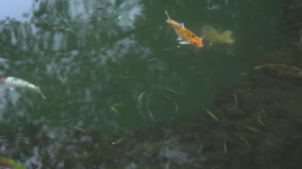Carpa de peixe koi nadando em água transparente no lago de jardim. Close up japonês carpa koi natação no lago decorativo no jardim de verão . — Vídeo de Stock
