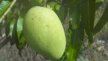 Tropikal mango meyve bahçesinde ağaç üzerinde büyüyen. Tropikal bahçede ağaç dallarında mango meyvekapatın.
