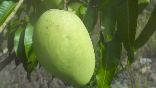 Tropikal mango meyve bahçesinde ağaç üzerinde büyüyen. Tropikal bahçede ağaç dallarında mango meyvekapatın. — Stok video