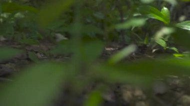 Ormanda motosiklete binen motosikletli. Moto bisikletçi orman yolunda motosiklet üzerinde sürüş. Moto spor ve seyahat. Motosiklet yaşam tarzı.