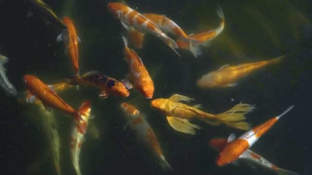 Mooie kleurrijke koi vissen close-up uitzicht zwemmen in vuil water vijver. — Stockvideo