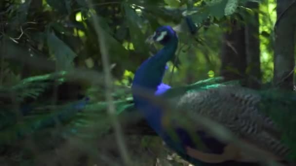 Pavos reales verdes azules caminando a lo largo de las ramas de los árboles y hojas en el bosque . — Vídeo de stock