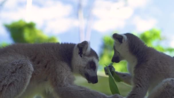 動物園で緑の葉を食べる2頭のキツネザルを間近で見る. — ストック動画