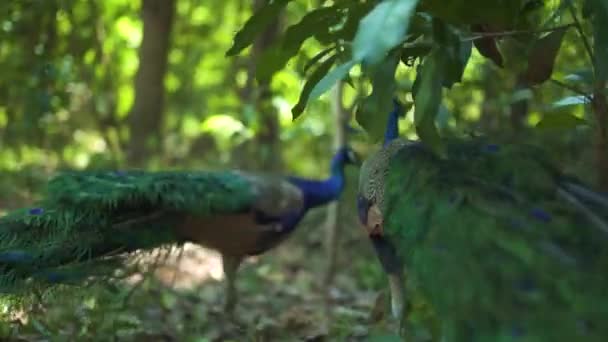 Vackra blå gröna påfåglar promenader och söka efter mat i skogen. — Stockvideo