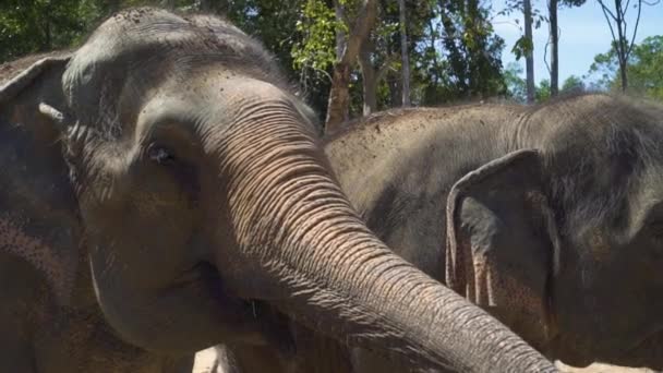 Portret zmęczonych słoni stojących na jeziorze w naturalnym zoo. — Wideo stockowe