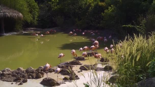 Herde von Flamingos ruht an Sommertagen auf einem grünen Teich im Dschungel. — Stockvideo