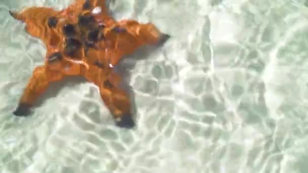 Vista dall'alto del pesce stellato nel mare si trova sulla sabbia nell'acqua cristallina . — Video Stock