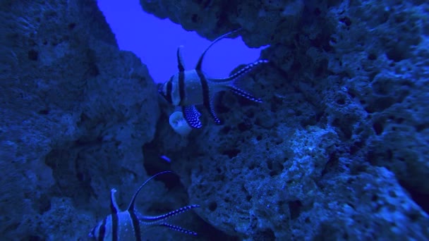 Тропічна риба плаває в глибокому океані навколо мертвих коралів на задньому плані . — стокове відео