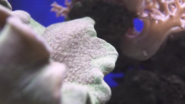 Vue rapprochée des coraux mous dans l'eau claire de l'océan au sanctuaire marin. — Video