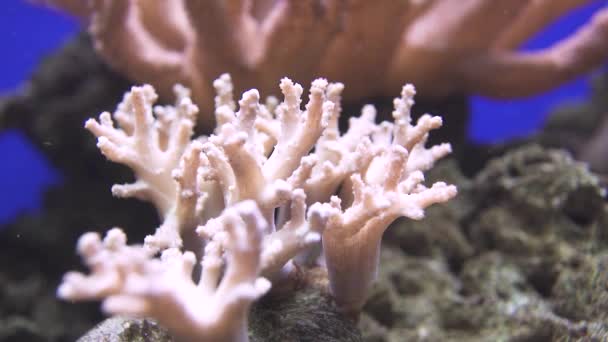 Vista da vicino sottomarina dei coralli molli nella barriera corallina. — Video Stock