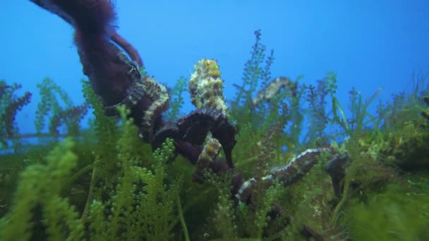 Piękny podwodny widok na koniki morskie śpiące wraz z morskimi winogronami w oceanie. — Wideo stockowe