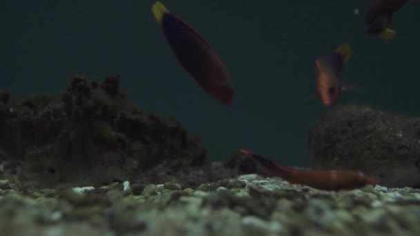 Escuela de peces tropicales nadando cerca de un arrecife de coral destruido. — Vídeos de Stock