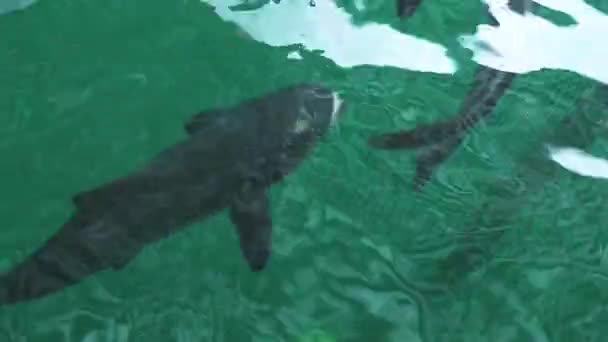 Peixes negros nadando dentro de uma rede de armadilhas na água . — Vídeo de Stock