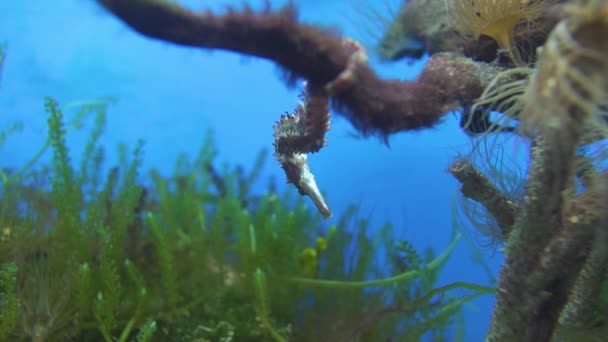 Underwater view of sealife, sea horse, seagrapes, anemones and sweeweds undersea — Stock Video