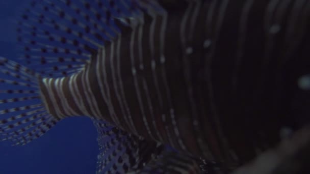 Macro vue partielle du corps d'un poisson lion en haute mer. Poissons marins venimeux.