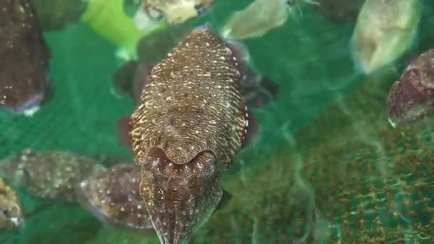 Stora bläckfiskar som flyter i en vattenfälla inuti ett nät. — Stockvideo