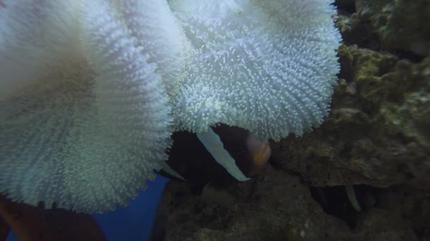 在水族馆内，海葵鱼在海葵植物和珊瑚中栖身 — 图库视频影像