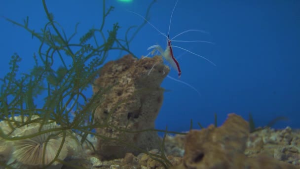 Salt water shrimps swimming in the deep ocean near the corals and seagrapes. — Stock Video