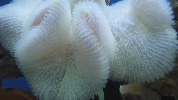 Payaso peces escondidos en el mar blanco anémona en el acuario. — Vídeo de stock