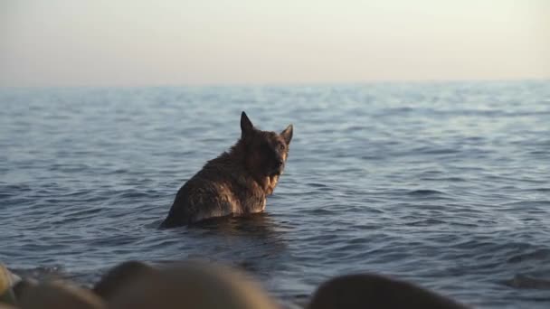 Ein Hund sitzt im Wasser am Strand und genießt die Brise. — Stockvideo