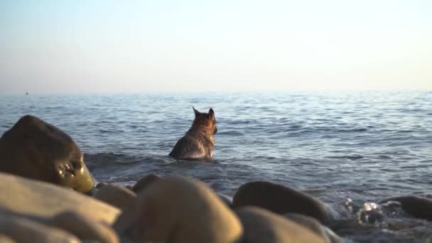 Um cão tomando banho no mar sentado na água ondulada no verão . — Vídeo de Stock