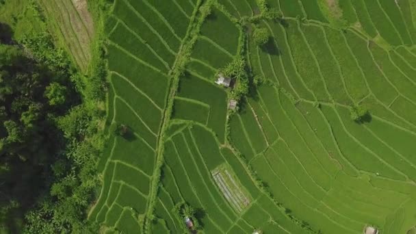 Aerial circling view over green paddy fields in Asia countryside. — Stock Video