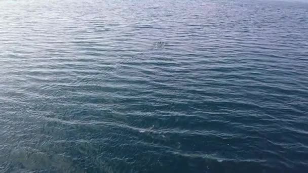 Foto de rastreamento aéreo de um barco de pesca navegando rápido no oceano tropical azul . — Vídeo de Stock