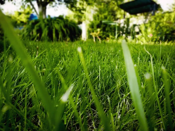 Fresh Green Blur Grass Sunshine — Stock Photo, Image