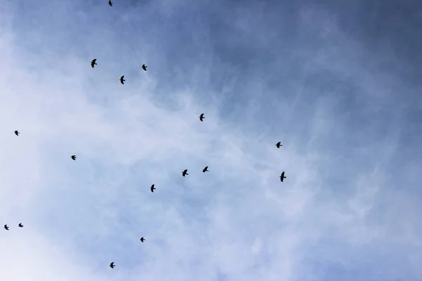 Черные Птицы Летят Небу — стоковое фото