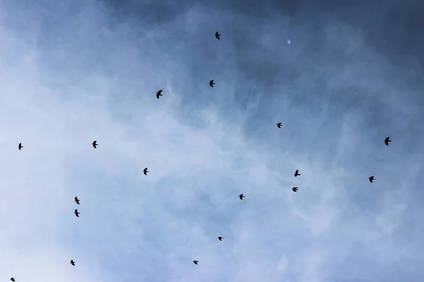 Черные Птицы Летят Небу — стоковое фото