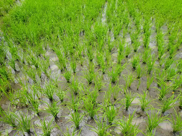 Νέοι Ορυζώνα Στην Ταϊλάνδη Καλλιέργειας Ρυζιού — Φωτογραφία Αρχείου