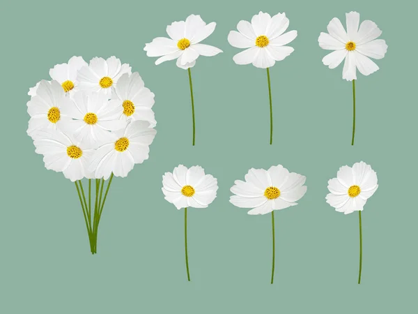 white cosmos with yellow pollen isolated on color background with clipping paths for easy die cut