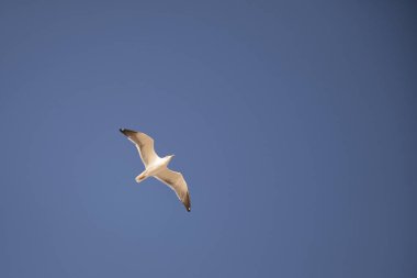 Gökyüzünde uçan martı. Gökyüzünde bir martı fotoğrafı.